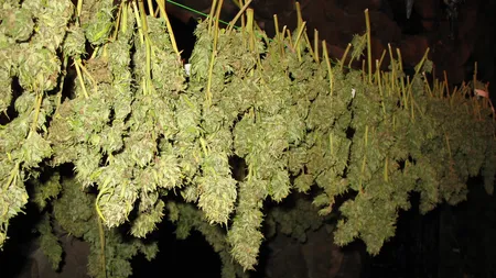 Fără precedent: O ţară a LEGALIZAT producţia şi vânzarea canabisului