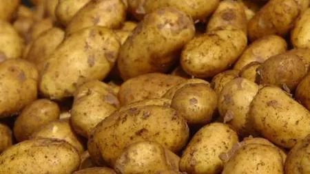 Introducerea pe piaţă a unui cartof modificat genetic, anulată de Tribunalul UE