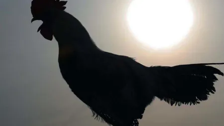 IGNATUL: De ce trebuie femeile să imite cocoşul de trei ori la miezul nopţii