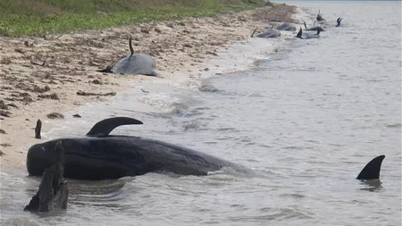 Aproape 40 de balene au eşuat în Florida. Un sfert din ele au murit