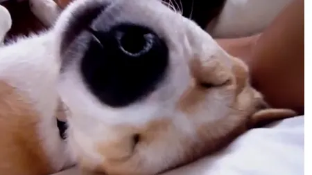 Cel mai leneş câine din lume: Stăpâna încearcă cu disperare să îl trezească dimineaţa VIDEO