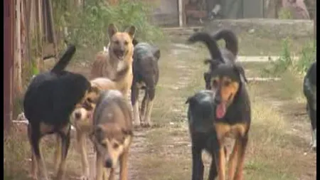 Un bărbat a ajuns la spital după ce a fost atacat de o haită de câini