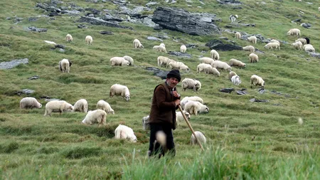 SCENE DE GROAZĂ în Iaşi. Oi sfârtecate şi abandonate pe câmpuri