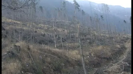 Păduri distruse pentru doi curcani şi câteva lemne. Inspectori silvici reţinuţi pentru luare de mită