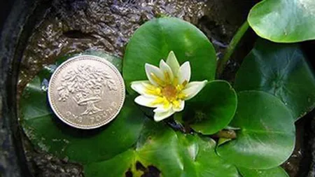 Un furt bizar: Cel mai mic nufăr din lume a dispărut din grădina botanică regală de la Londra