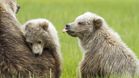 Ursuleţii poznaşi: Cum se joacă puii de urs, în imagini adorabile FOTO
