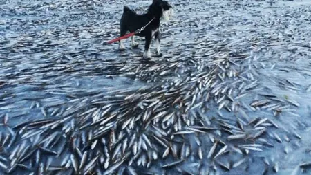 Vortexul POLAR: Un banc URIAŞ de peşti, COMPLET ÎNGHEŢAT la mal. Imagini INCREDIBILE FOTO