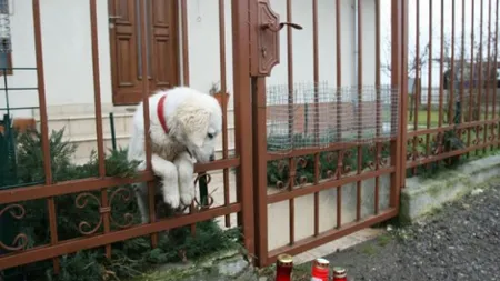 ADRIAN IOVAN este încă aşteptat de câinele lui, Max. Animalul plânge şi nu se mişcă din faţa porţii VIDEO