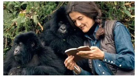 DIAN FOSSEY este celebrată de Google la cea de-a 82-a aniversare: Femeia care a trăit 20 de ani printre GORILE