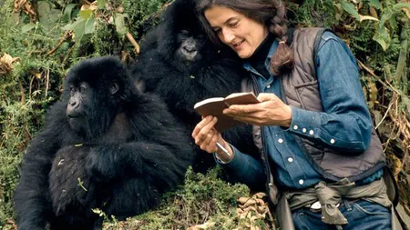 Dian Fossey, cercetătorul cu trei 