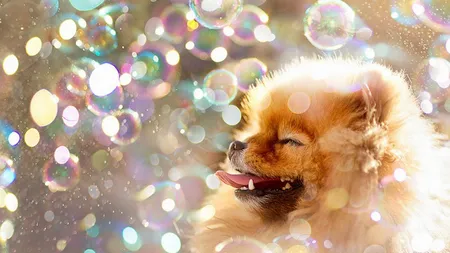 VIRAL PE NET: Flint, cel mai dulce Pomeranian, îţi TOPEŞTE inima GALERIE FOTO