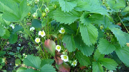 Îţi vine să o MĂNÂNCI! Descoperirea ÎNDUIOŞĂTOARE din GRĂDINA unei femei FOTO