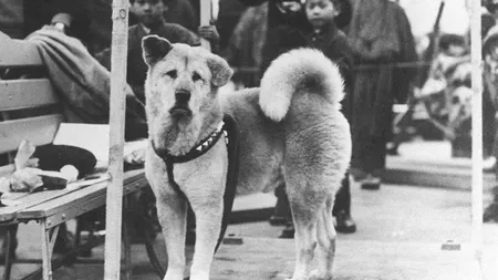 Povestea lui Hachiko se repetă: Un câine îşi aşteaptă de CINCI ANI stăpânul în locul în care a murit FOTO
