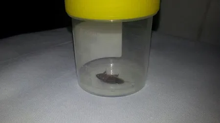 TERORIZAT de o gânganie. A vrut să scape de insecta din ureche într-un mod absolut incredibil