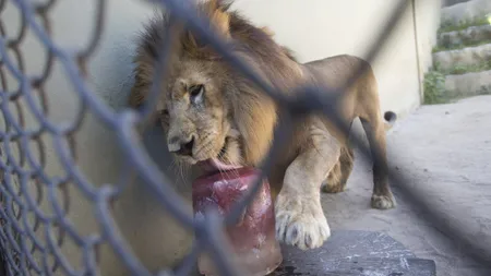 Căldură mare în Brazilia: Animalele de la zoo se răcoresc cu îngheţată FOTO