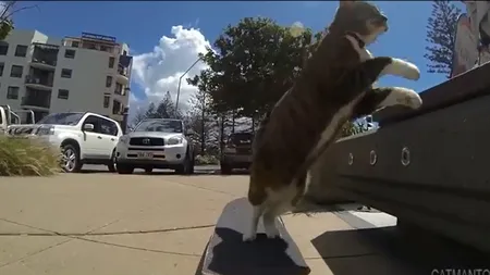 O pisică talentată: Se dă pe SKATEBOARD VIDEO