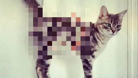Pisica de pe pisică: O micuţă felină s-a născut cu un semn deosebit pe blăniţă FOTO