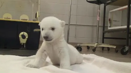 Emoţionant: Primii paşi ai unui pui de urs polar, abandonat de mămica sa VIDEO