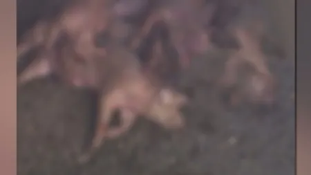 FOCAR DE INFECŢIE. Cadavre de porci aruncate lângă o localitate din Mehedinţi