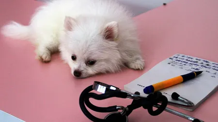 Ai câine? S-a schimbat data până la care poţi să-l înregistrezi şi sterilizezi. Vezi NOUL TERMEN LIMITĂ