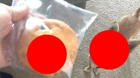 O fetiţă a început să PLÂNGĂ când a văzut asta: Descoperirea făcută într-o prăjiturică FOTO