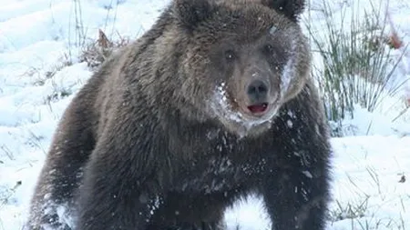 Nu toţi urşii hibernează: Un cabanier, atacat de urs la Padina VIDEO