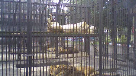 Un bărbat, atacat de leul de la zoo Rădăuţi, după ce a băgat mâna în cuşca sa