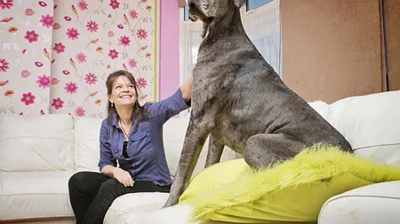 Gigantul din Marea Britanie: Cel mai mare câine are peste 2 metri înălţime, ridicat în picioare FOTO