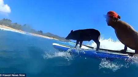 Porcuşorul surfer: Nu te-ai aştepta să fie atât de bun pe valuri VIDEO