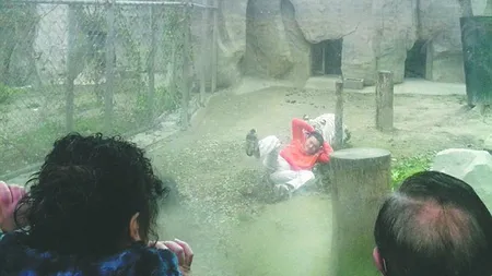 Un chinez s-a aruncat în cuşca tigrilor de la zoo: Vreau să fiu hrana lor FOTO