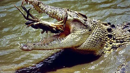 Imagini INCREDIBILE: Cum arată atacul unui crocodil fimat cu încetinitorul. VIDEO