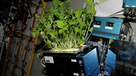 Astronauţii ruşi au reuşit să cultive legume în spaţiu, la bordul ISS
