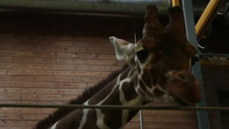 Cruzime de neimaginat: O girafă perfect sănătoasă, eutanasiată la grădina zoologică din Copenhaga