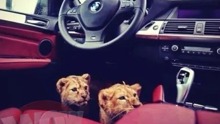 Scene incredibile în Târgu Jiu: Un tânăr plimbă doi pui de leu pe stradă FOTO