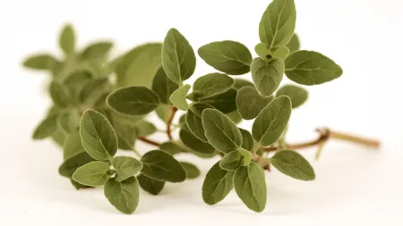 Oregano, condimentul care elimină infecţiile gastrointestinale de origine virală