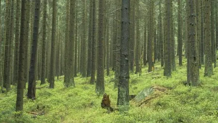 Un bărbat din Botoşani s-a dat drept BOIER  şi a primit 100 de hectare de PĂDURE, dar a fost prins