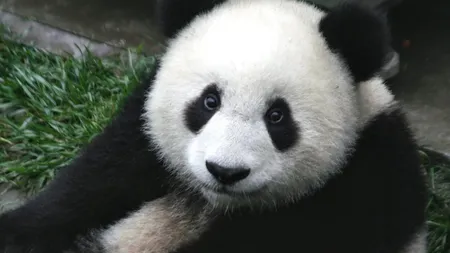 Nouă pui de panda, principala atracţie la un centru de cercetare din sudul Chinei VIDEO