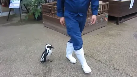 Un pinguin, îndrăgostit de îngrijitorul său de la zoo: Aleargă după el peste tot VIDEO