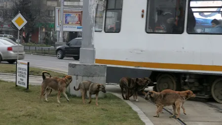 Caz şocant: O femeie moartă a fost găsită desfigurată de câini în zona Obor din Capitală