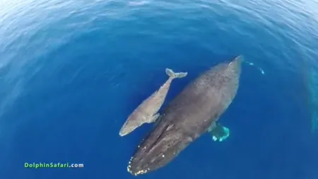 IMAGINI SUPERBE surprinse cu drona: un pui de balenă cu cocoaşă, alături de delfini VIDEO