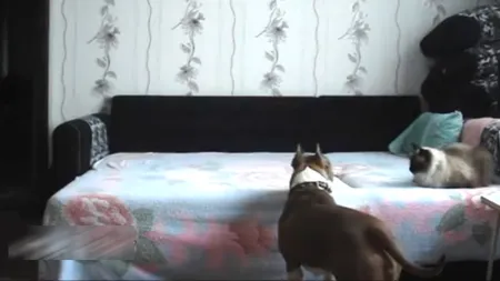 Când STĂPÂNUL nu-i acasă, acest câine devine cel mai FERICIT PATRUPED din LUME VIDEO