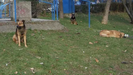 Băieţel atacat şi muşcat de o haită de câini în Parcul Copiilor din Timişoara VIDEO