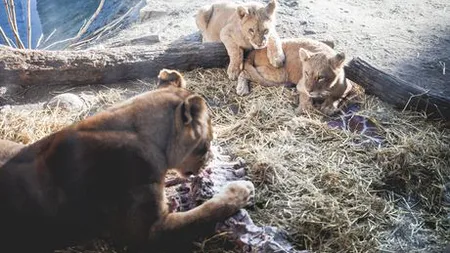 Grădina zoologică din Copenhaga care a disecat girafa a ucis acum patru lei sănătoşi