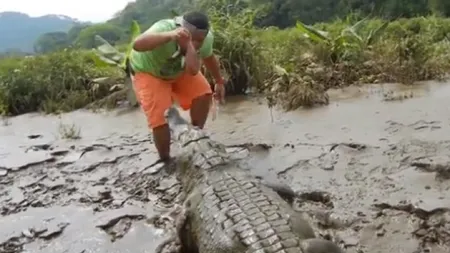 Imagini care îţi taie respiraţia: Cum hrăneşte un bărbat un crocodil uriaş VIDEO