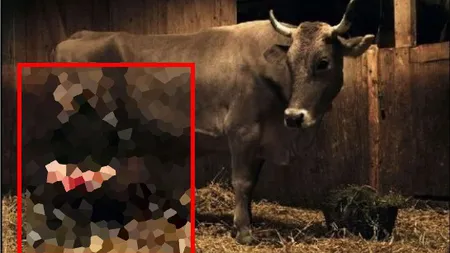 Toţi s-au prăpădit de râs: A fost fotografiată în timp ce MULGEA o VACĂ şi imaginea a ajuns pe internet FOTO