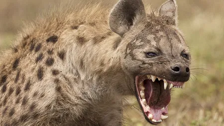 Prostia DOARE rău. A lăsat o hienă să-i mănânce organele genitale, sub promisiunea că va deveni bogat