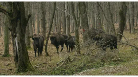 Parcul Natural Vânători din judeţul Neamţ va avea mai mulţi zimbri, printr-o donaţie din Marea Britanie
