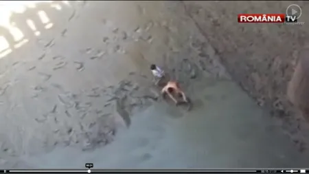 Bătaie pe PEŞTE după ce un baraj din Piteşti a fost secat: Localnicii au găsit ştiuci de un METRU VIDEO