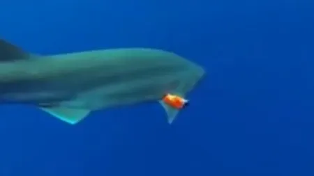 Cum arată oceanul văzut prin ochii unui rechin VIDEO