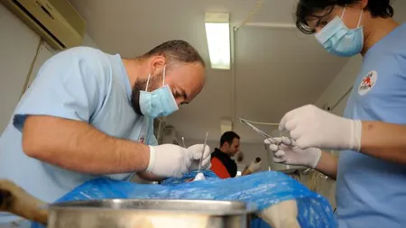 Locuitorii sectorului 1 îşi pot steriliza gratuit animalele de companie